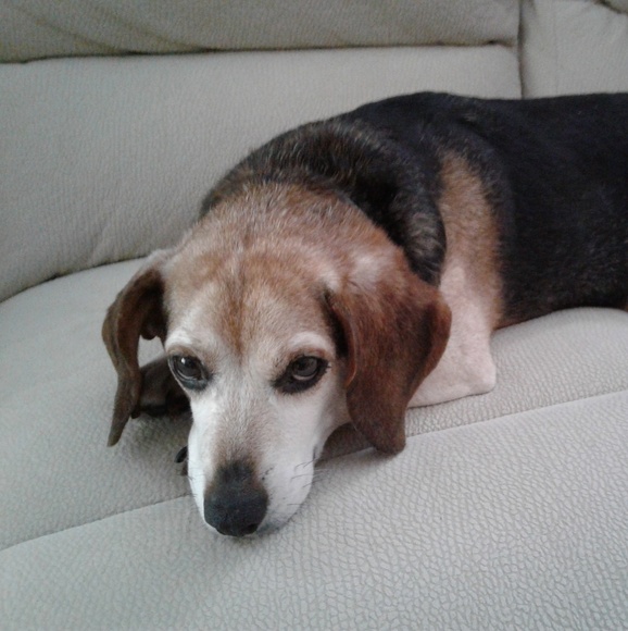 Meet your Posher, Jennifer - Picture 1 of 1